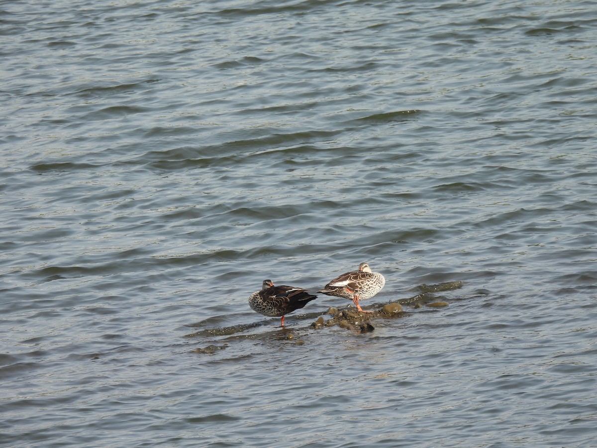 Canard à bec tacheté - ML620239233