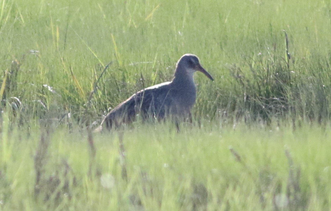 Clapper Rail (Atlantic Coast) - Jason Rieger