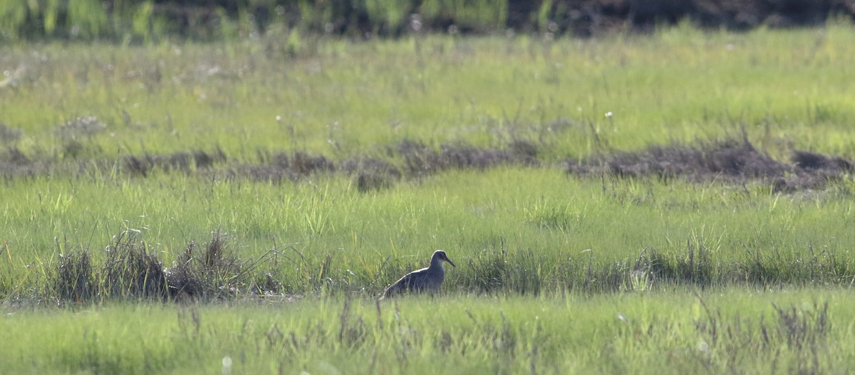 Clapper Rail (Atlantic Coast) - ML620239236