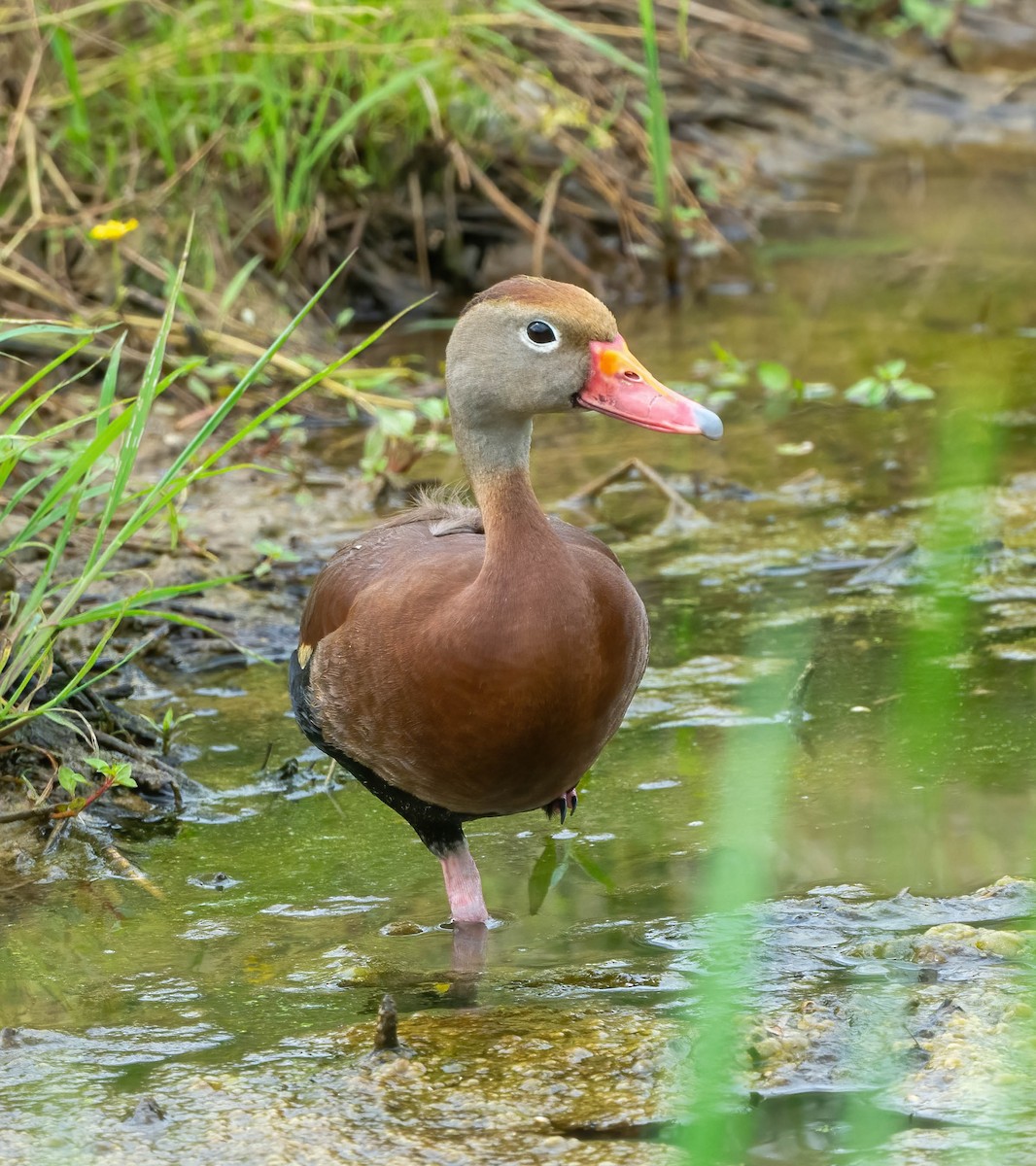 アカハシリュウキュウガモ - ML620239240