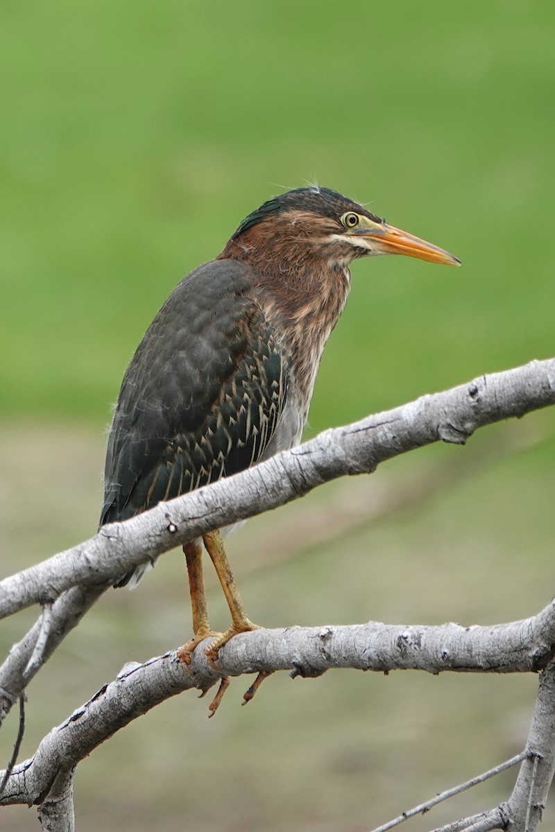 Green Heron - ML620239244