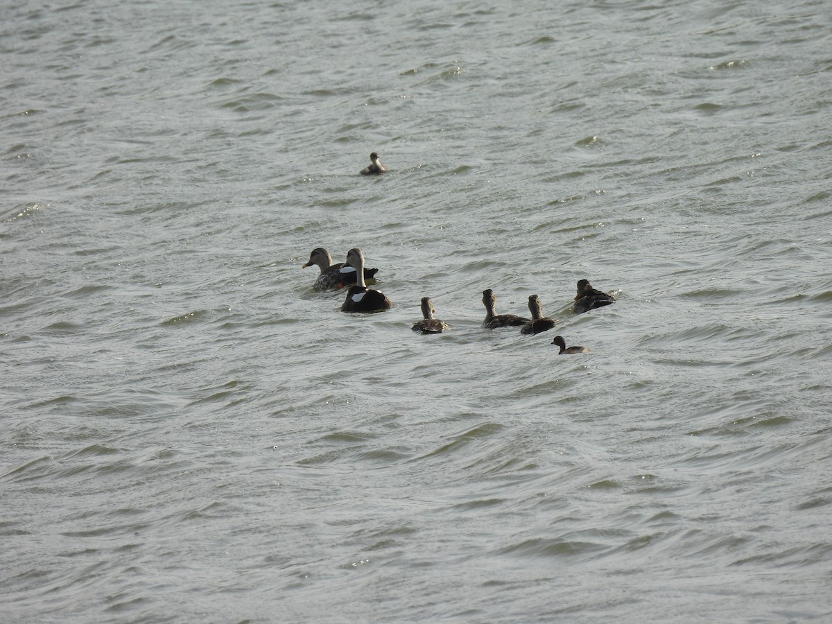 Indian Spot-billed Duck - ML620239249