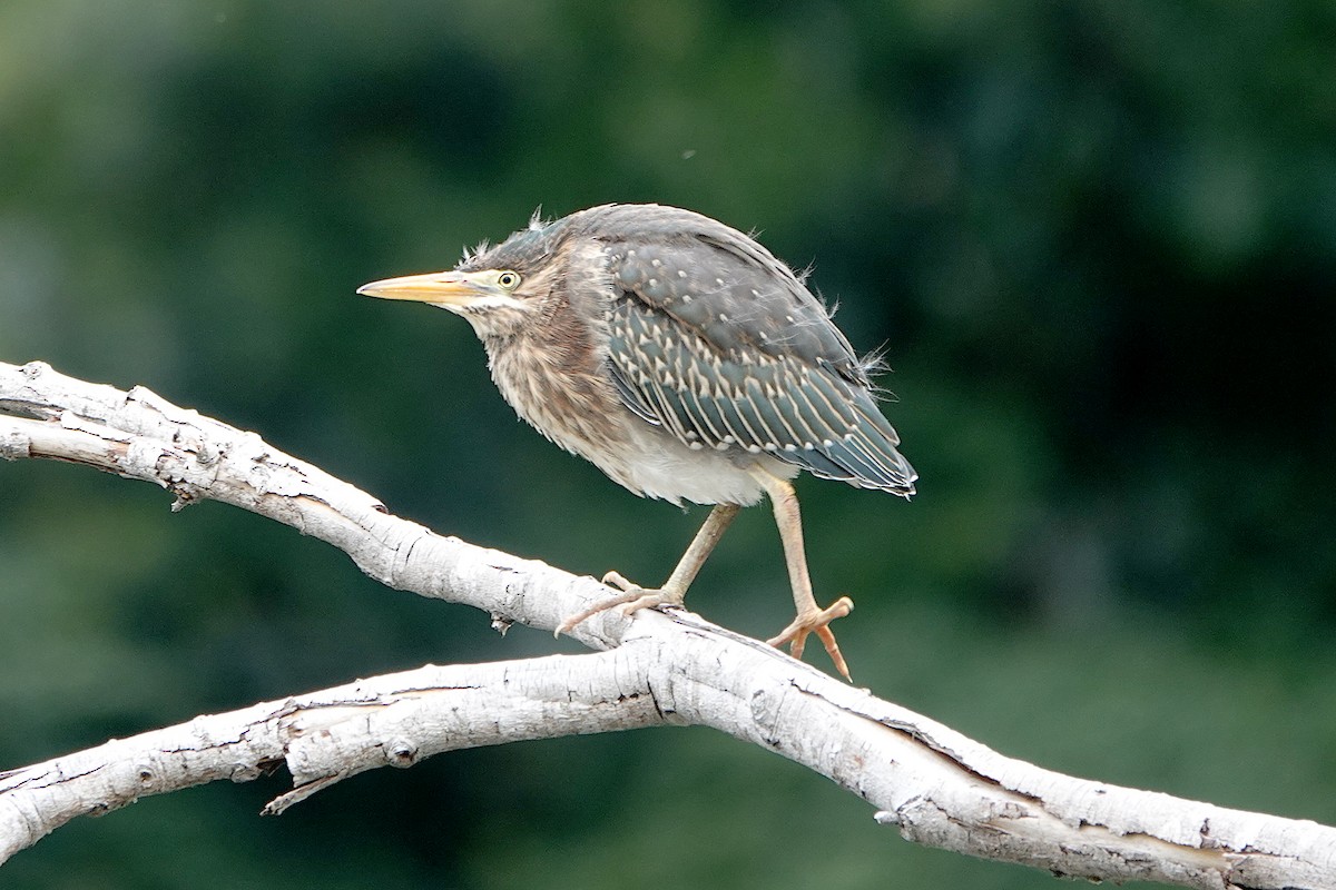 Green Heron - Steve Neely