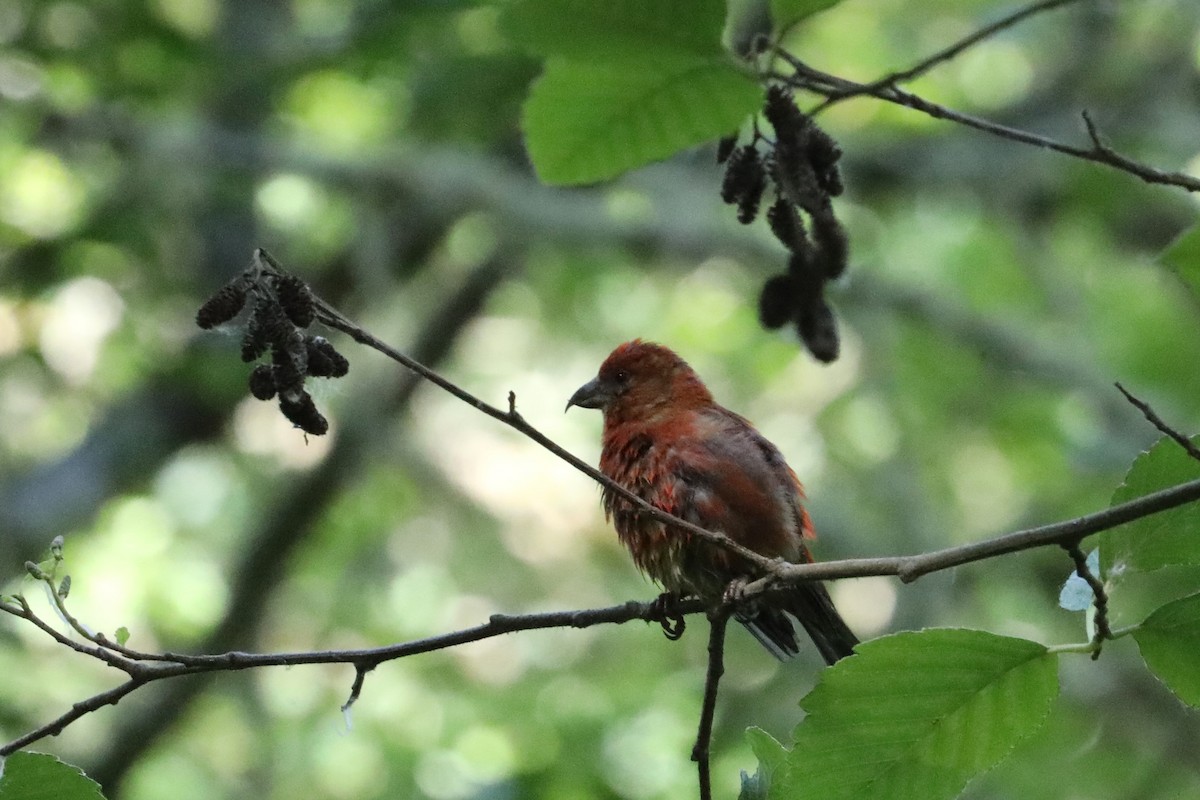 Red Crossbill - ML620239261