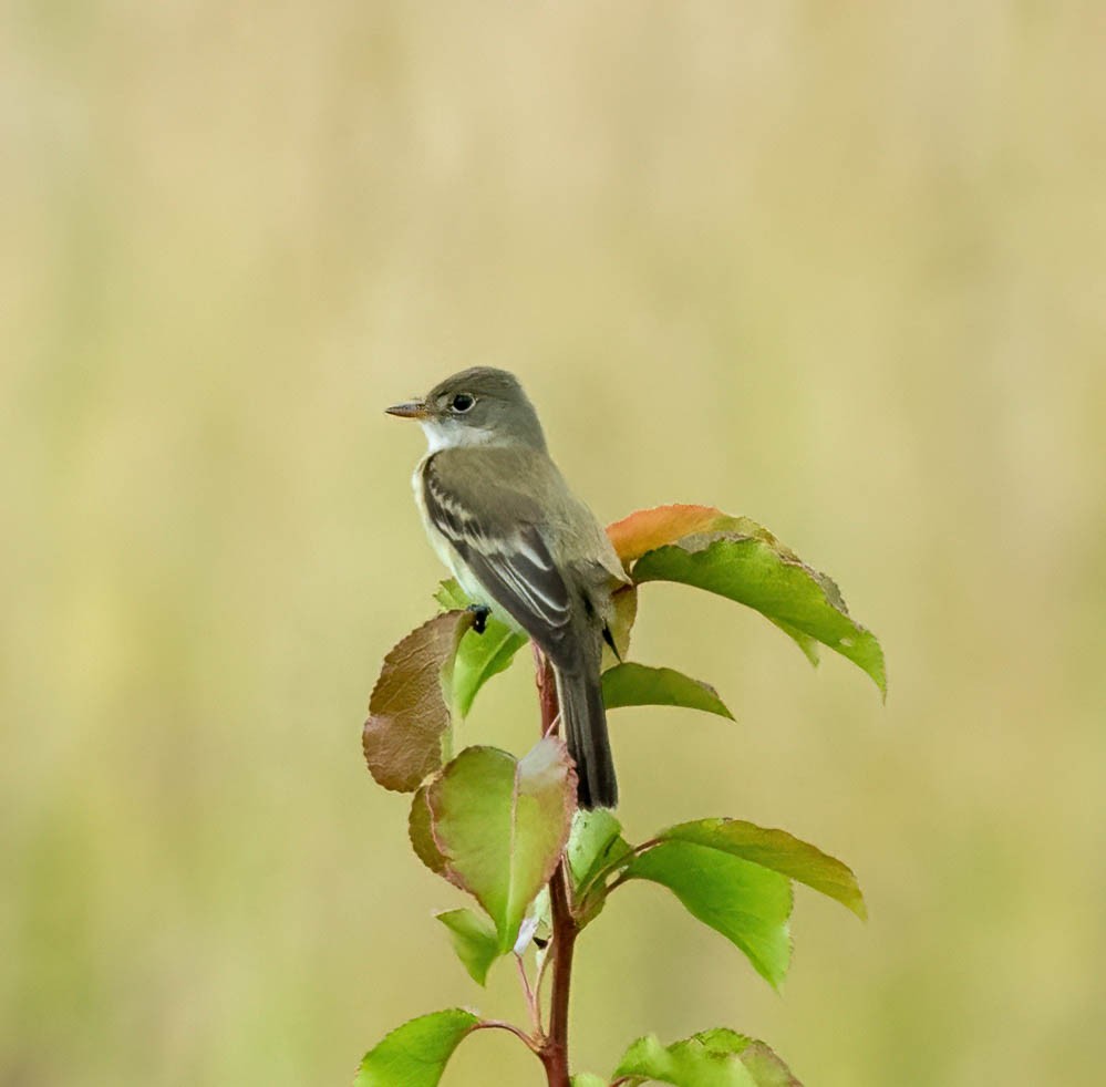 Willow Flycatcher - ML620239264