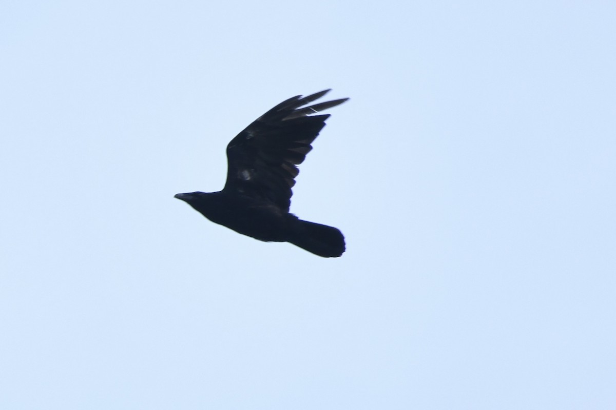 Common Raven - ML620239275