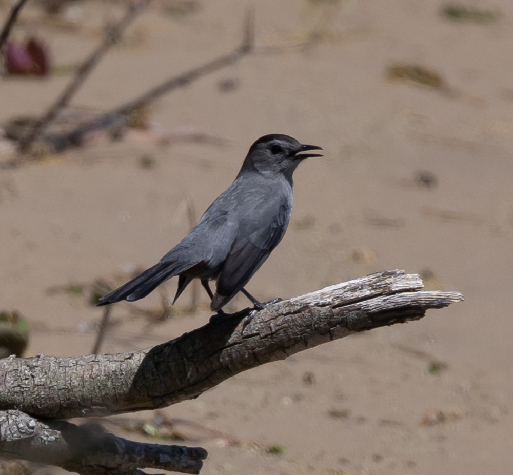 Gray Catbird - ML620239283