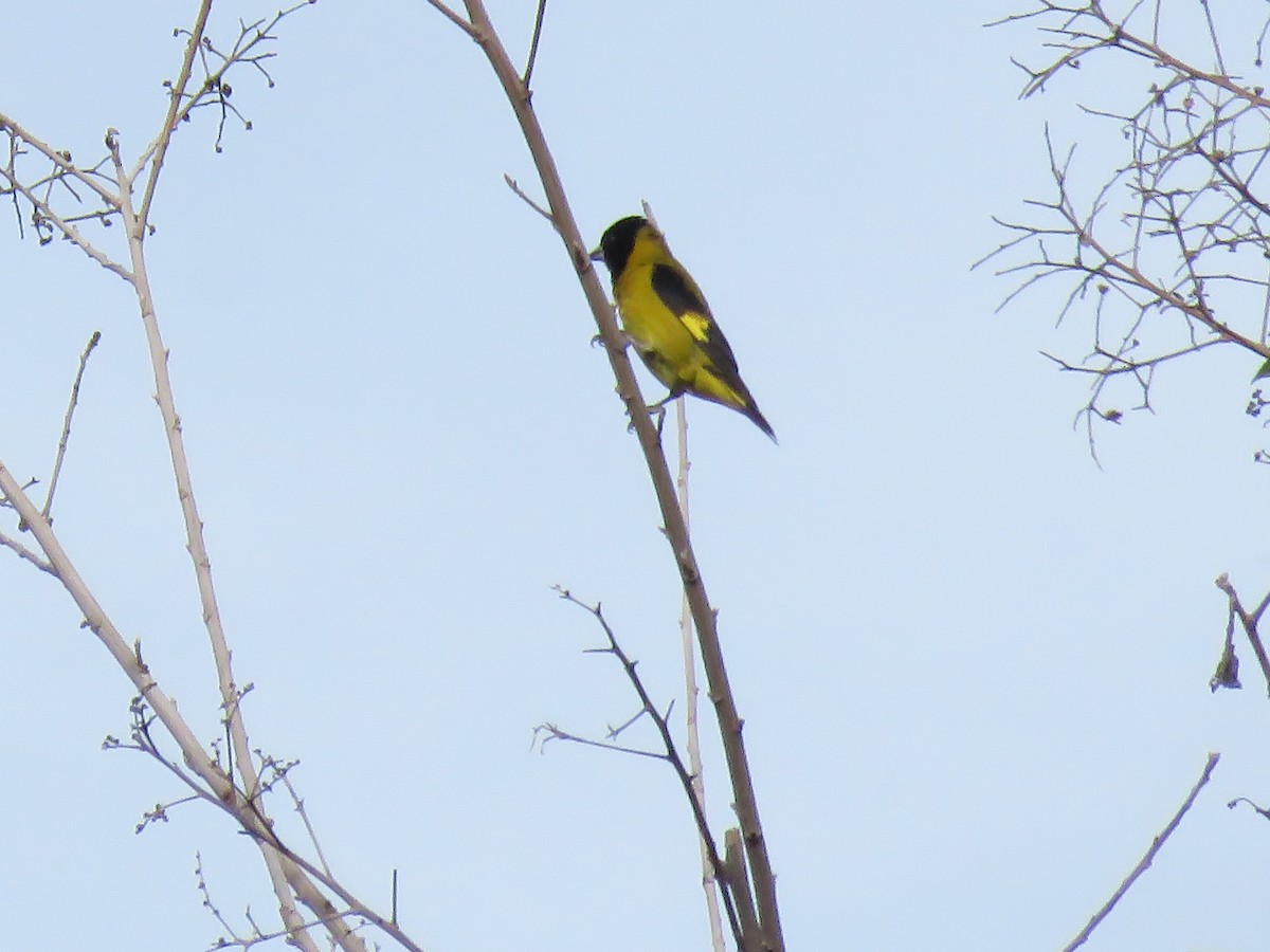 Black-headed Siskin - ML620239284