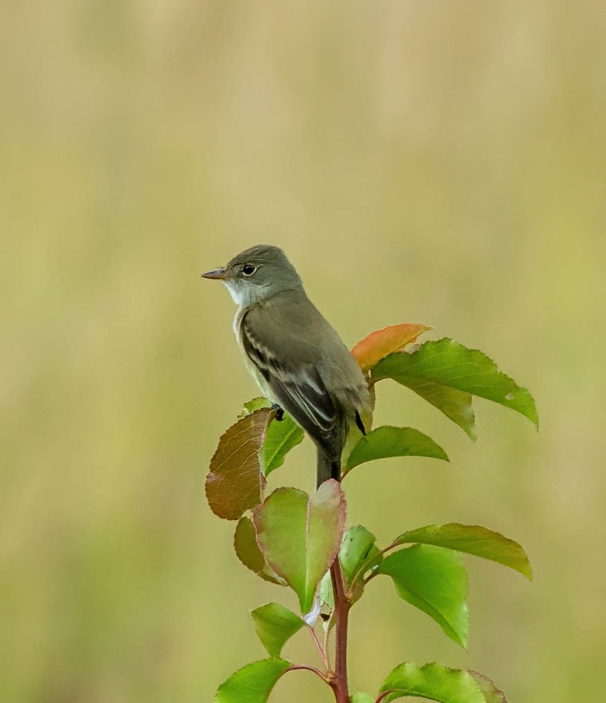 Willow Flycatcher - ML620239288