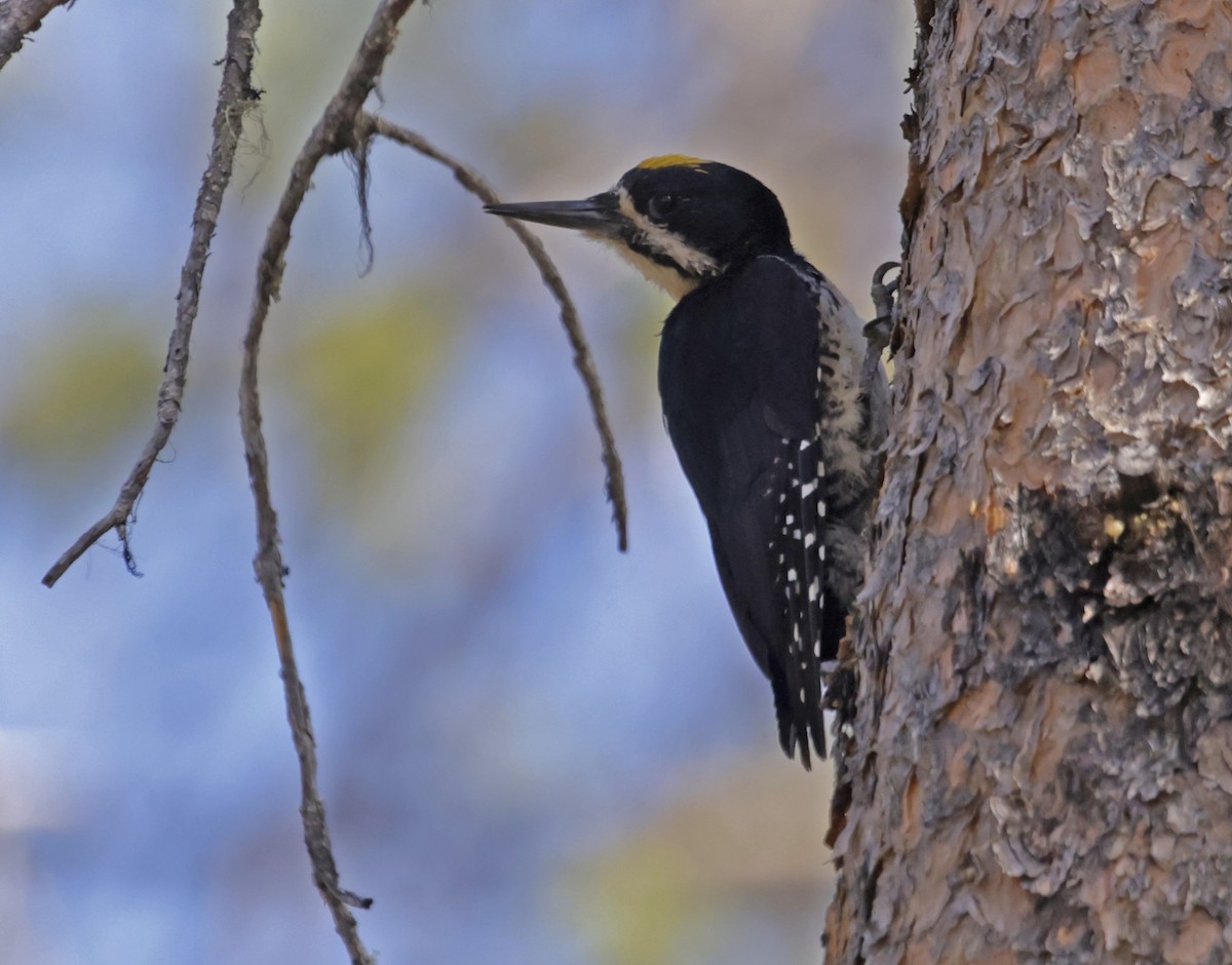 Black-backed Woodpecker - ML620239289