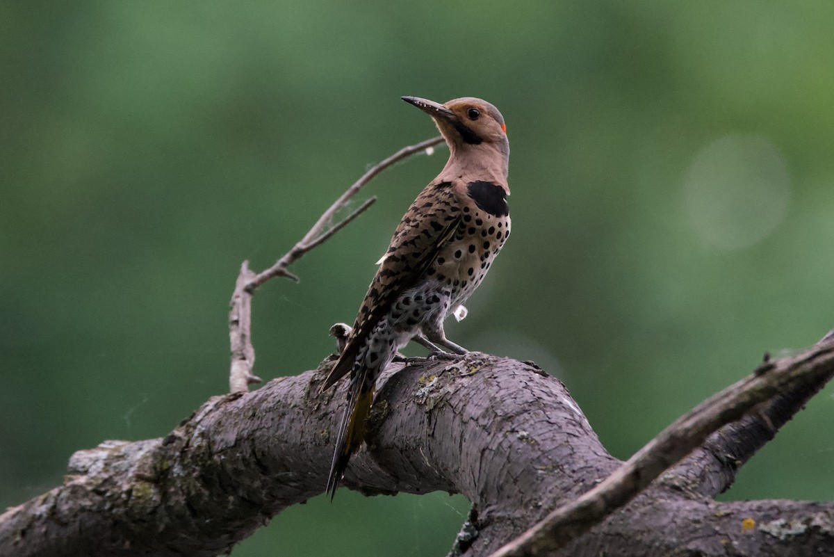 Northern Flicker - ML620239292