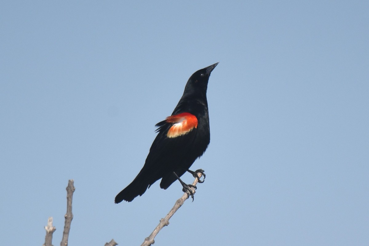 Red-winged Blackbird - ML620239295