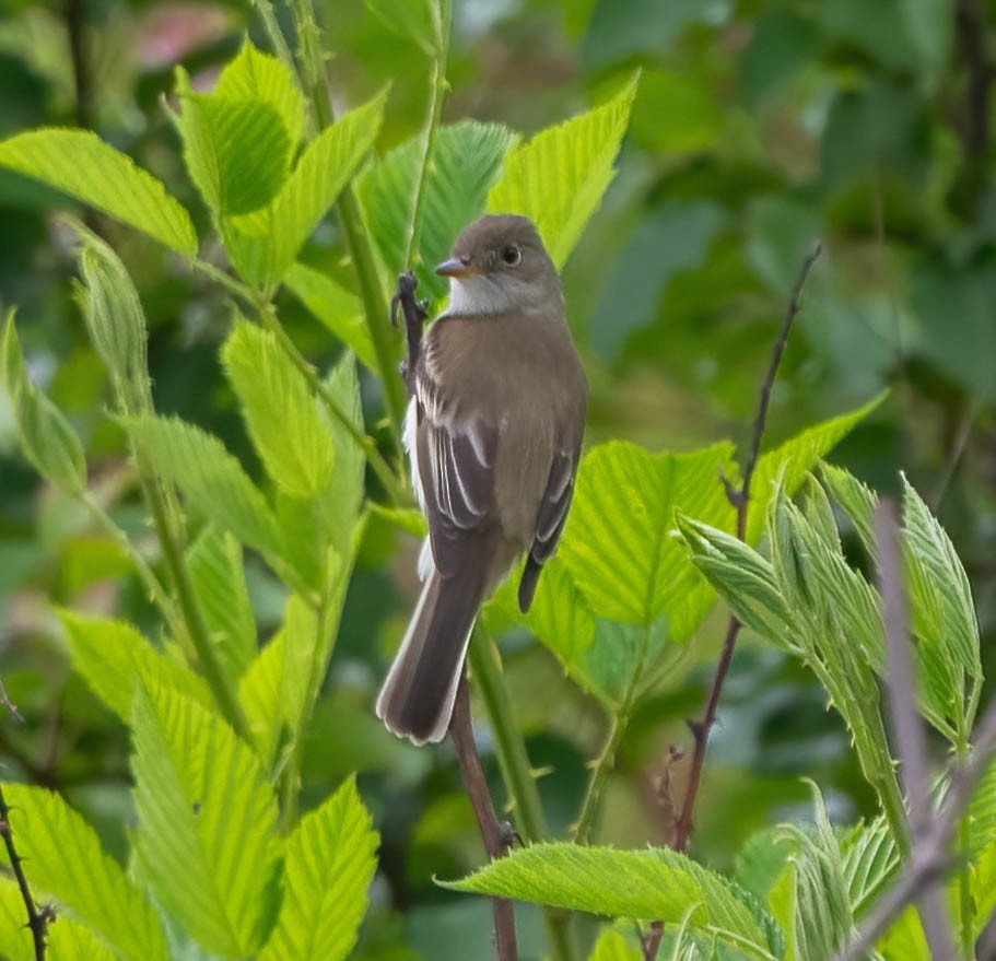 Willow Flycatcher - ML620239296