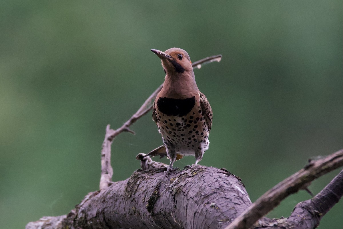 Northern Flicker - ML620239298