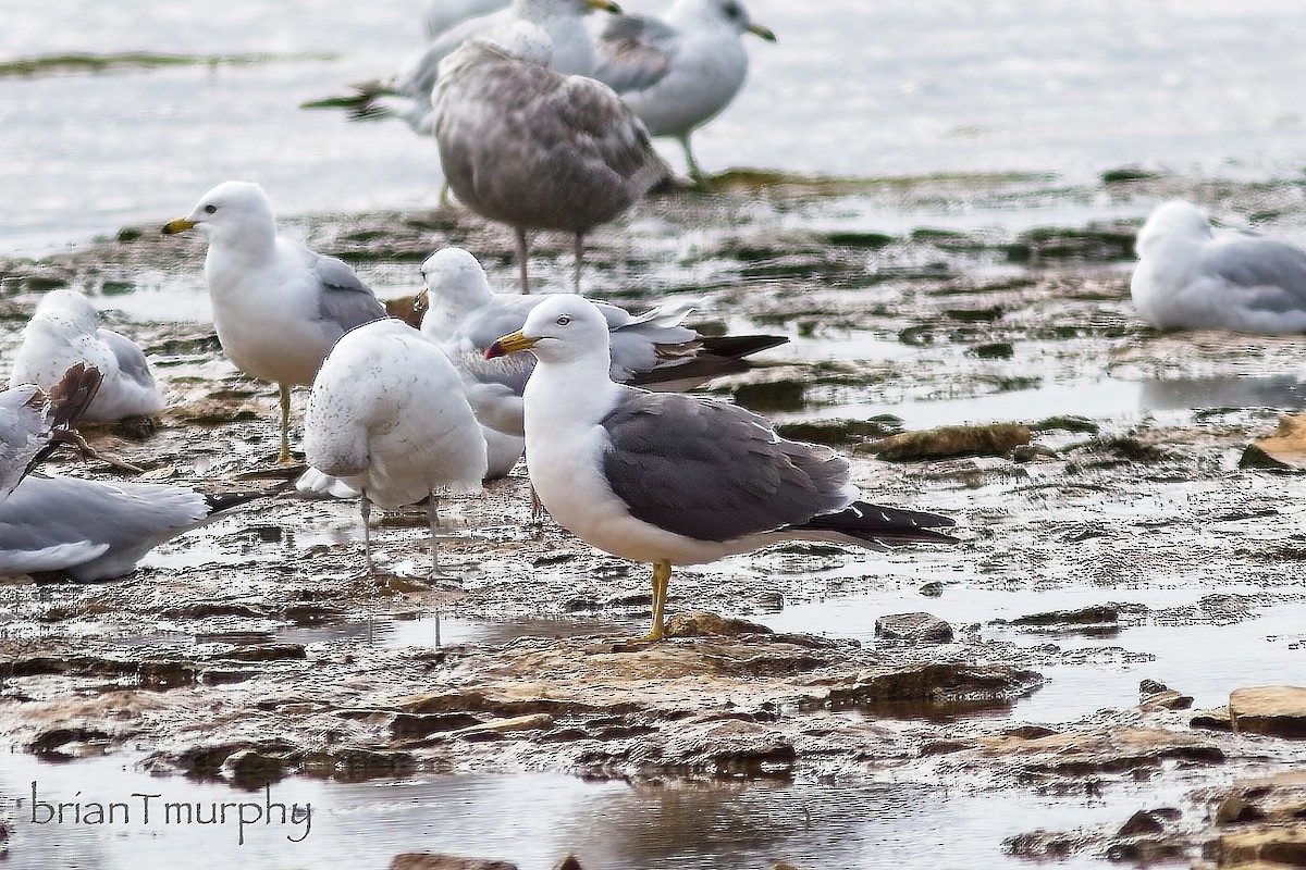 Gaviota Japonesa - ML620239304