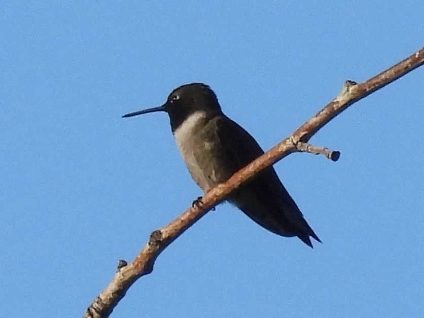 Black-chinned Hummingbird - ML620239306