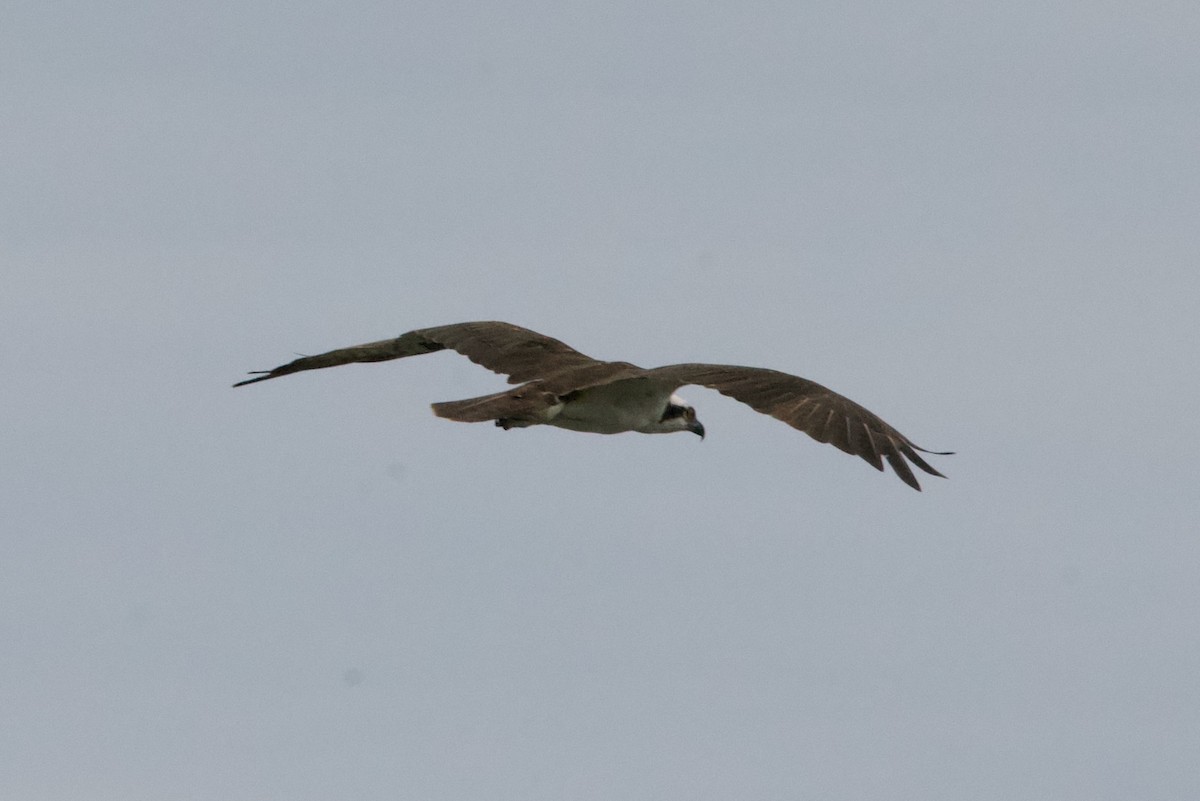 Águila Pescadora - ML620239321