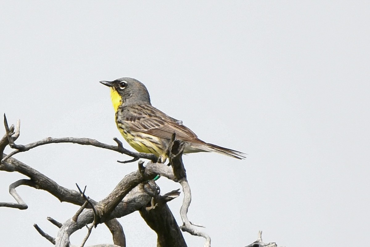 Kirtland's Warbler - ML620239344