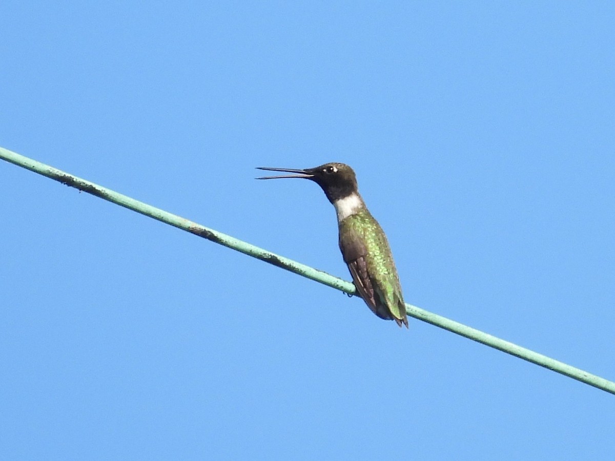 Black-chinned Hummingbird - ML620239358
