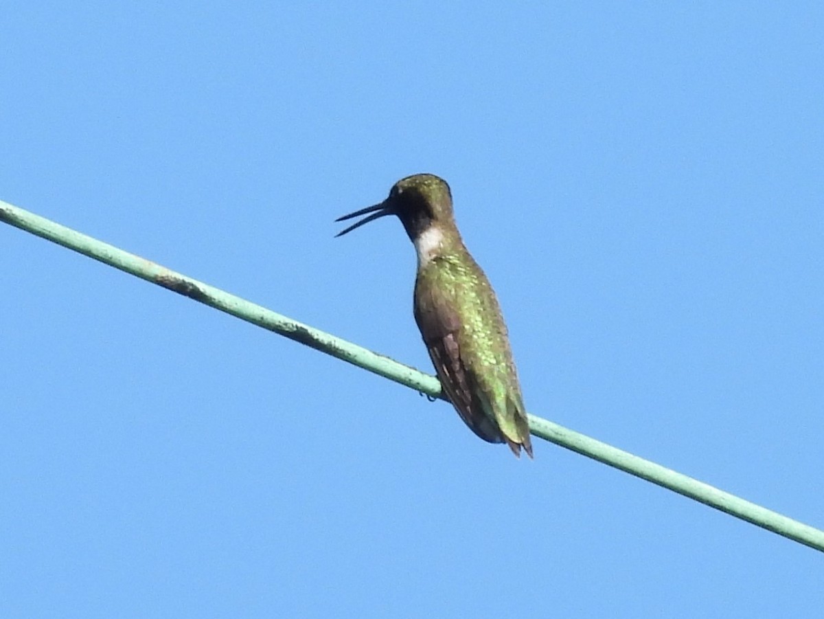 Black-chinned Hummingbird - ML620239359