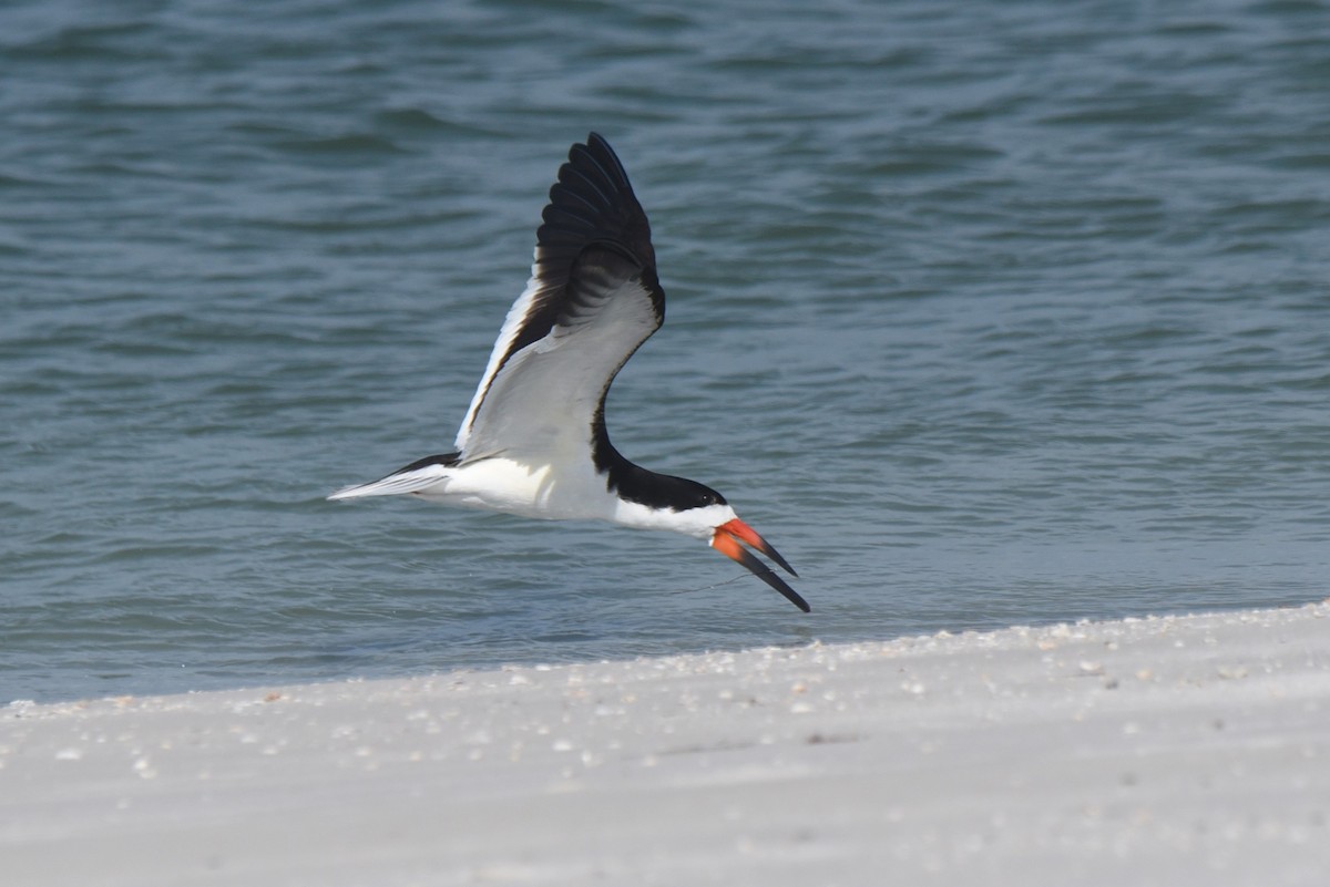 Black Skimmer - ML620239360