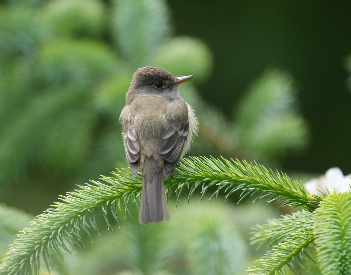 Willow Flycatcher - ML620239361