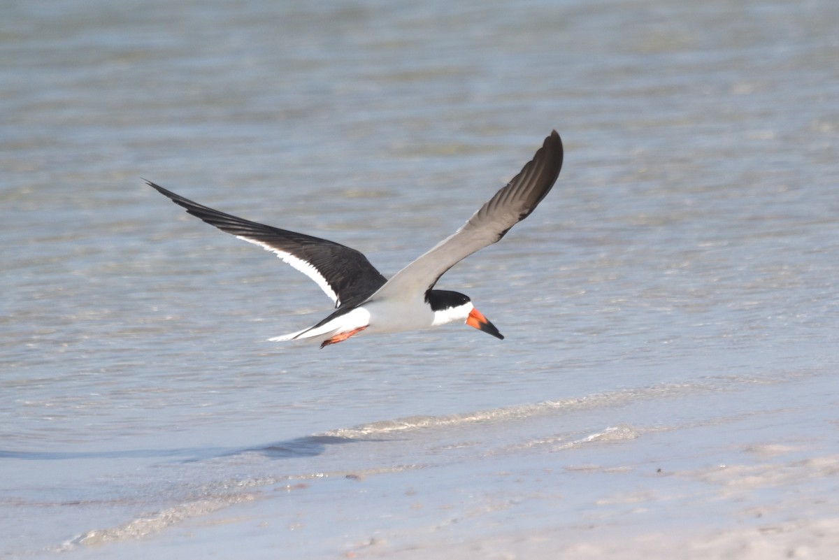 Black Skimmer - ML620239363