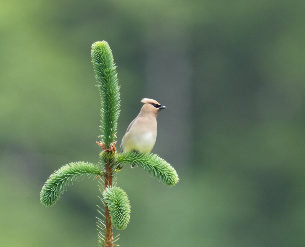 Cedar Waxwing - ML620239366