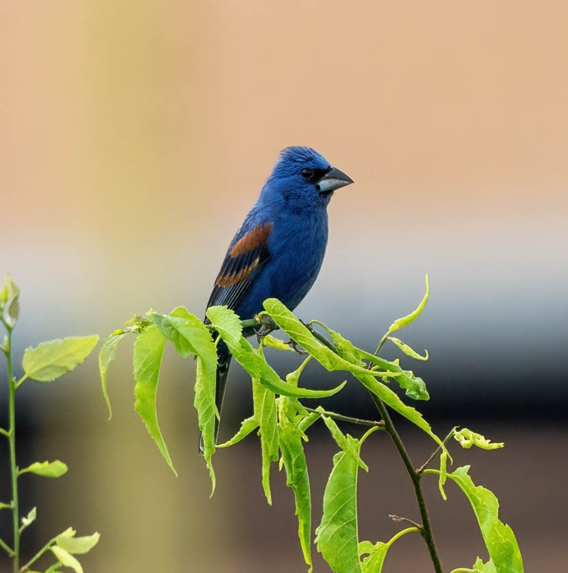 Blue Grosbeak - ML620239368