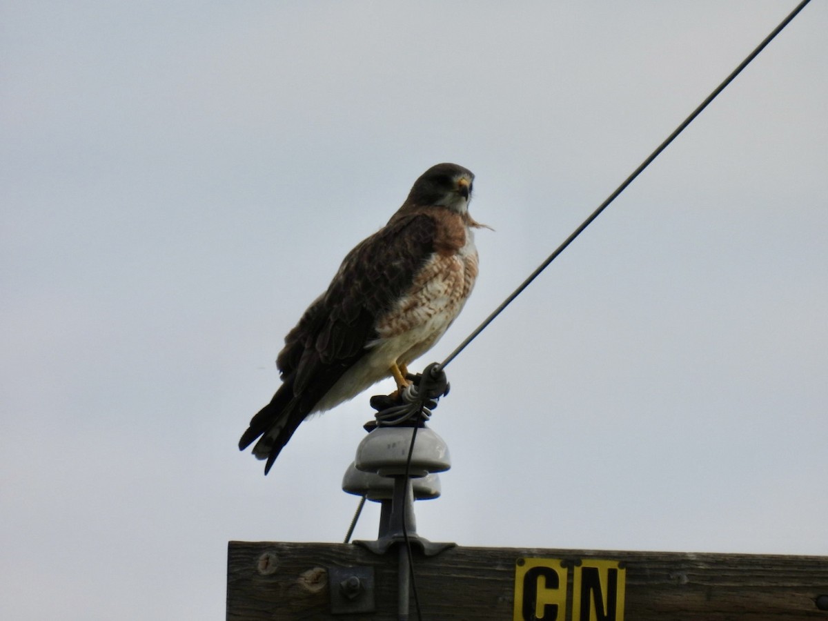 Swainson's Hawk - ML620239370