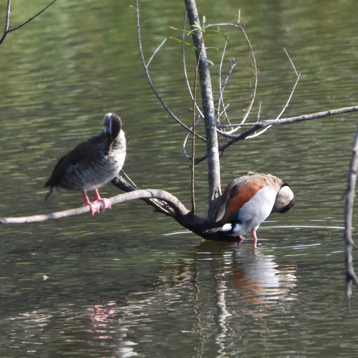 Ringed Teal - ML620239379