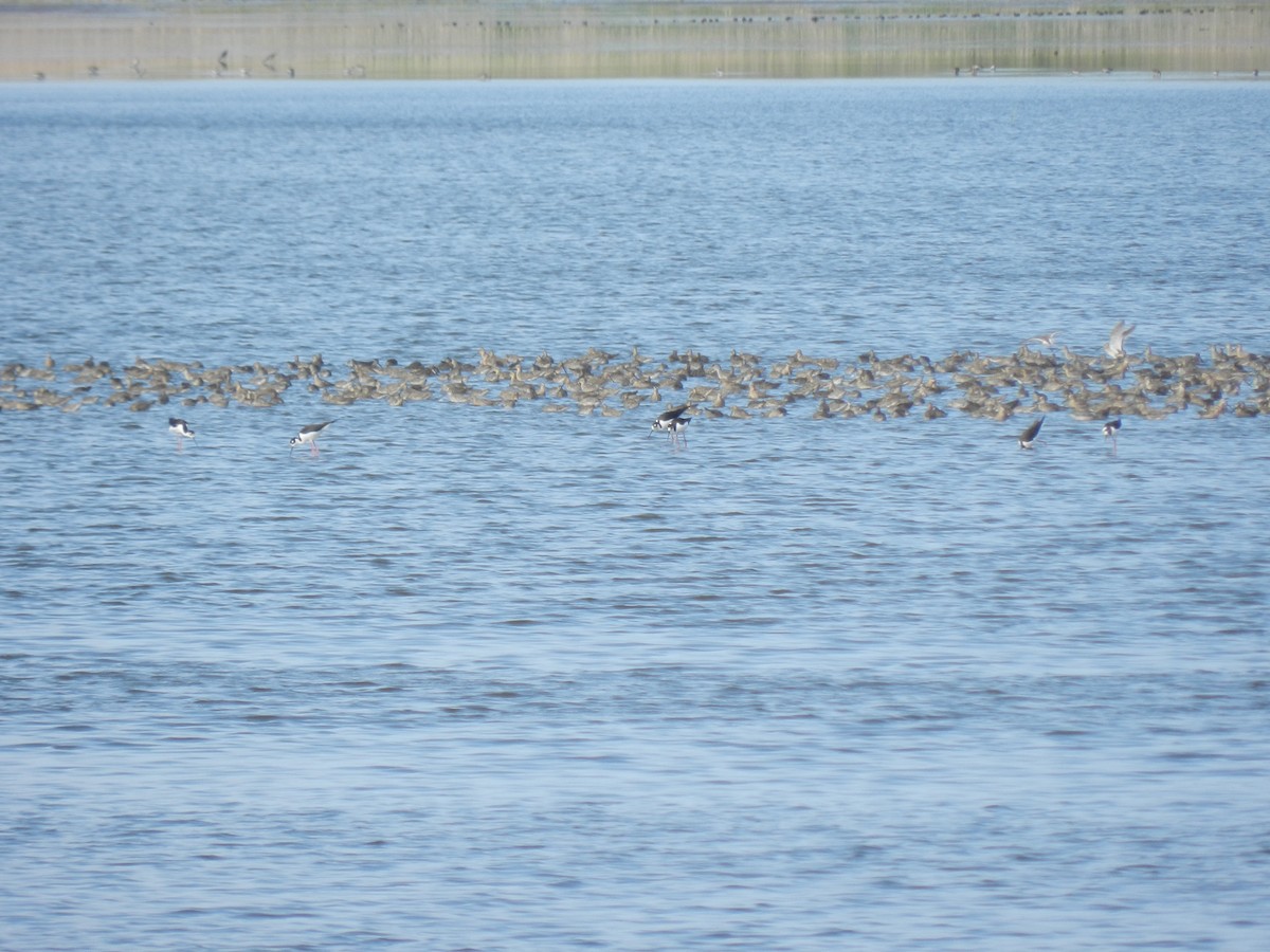 Short-billed Dowitcher - ML620239385