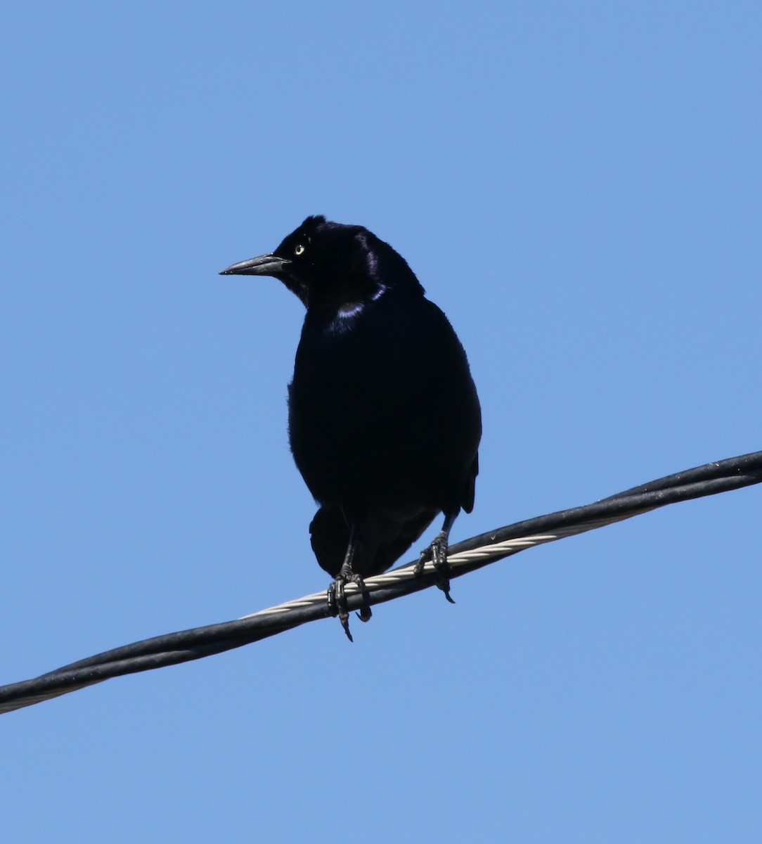 Boat-tailed Grackle - ML620239409