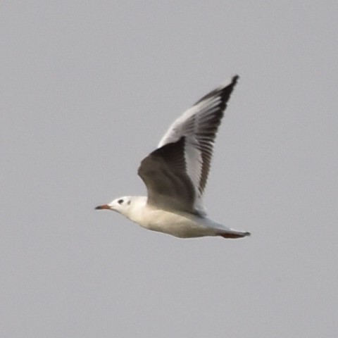 Brown-hooded Gull - ML620239410