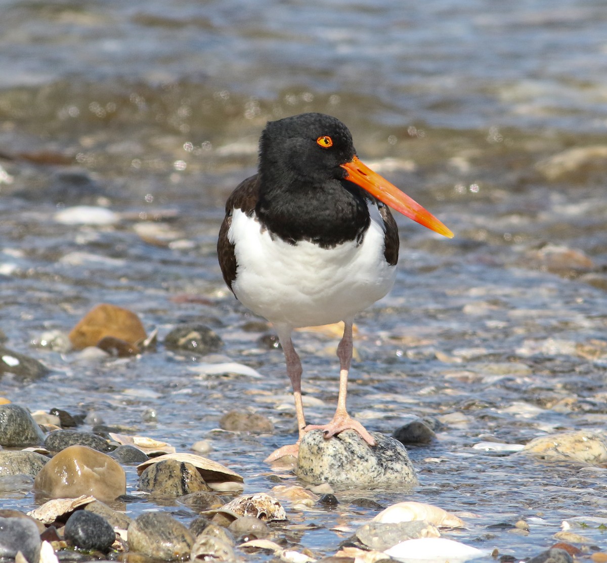 American Oystercatcher - ML620239413