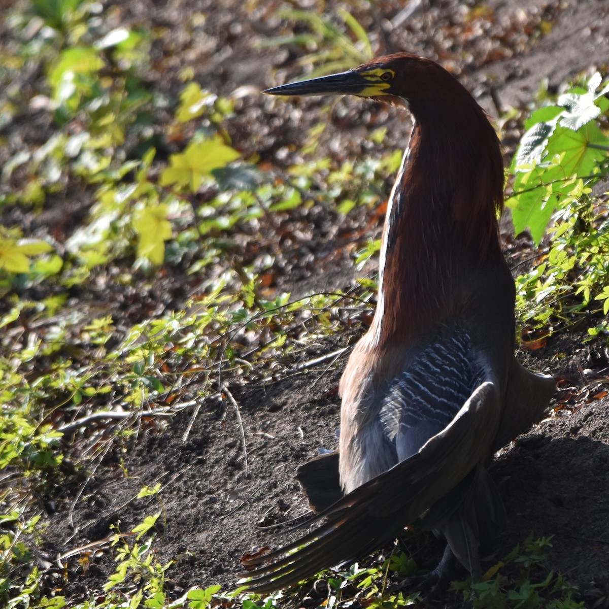 Rufescent Tiger-Heron - ML620239416