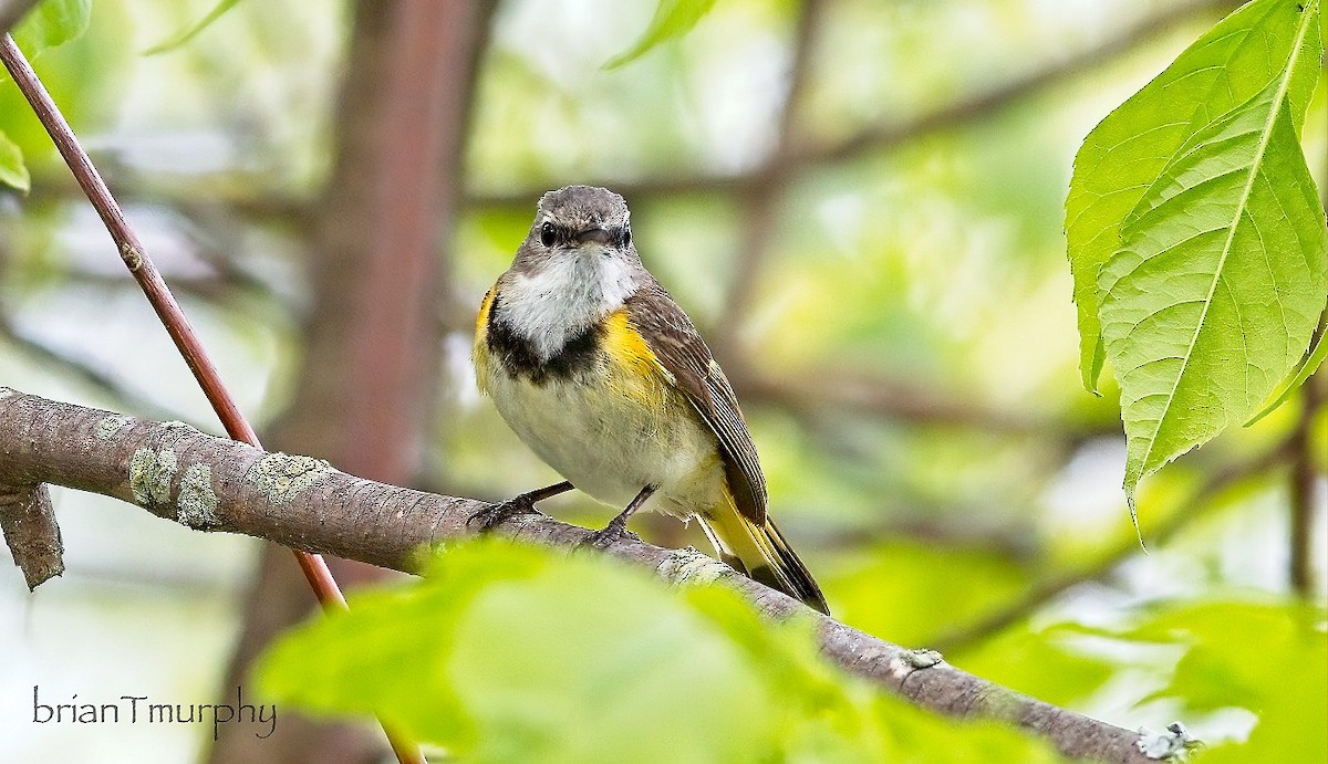 American Redstart - ML620239419