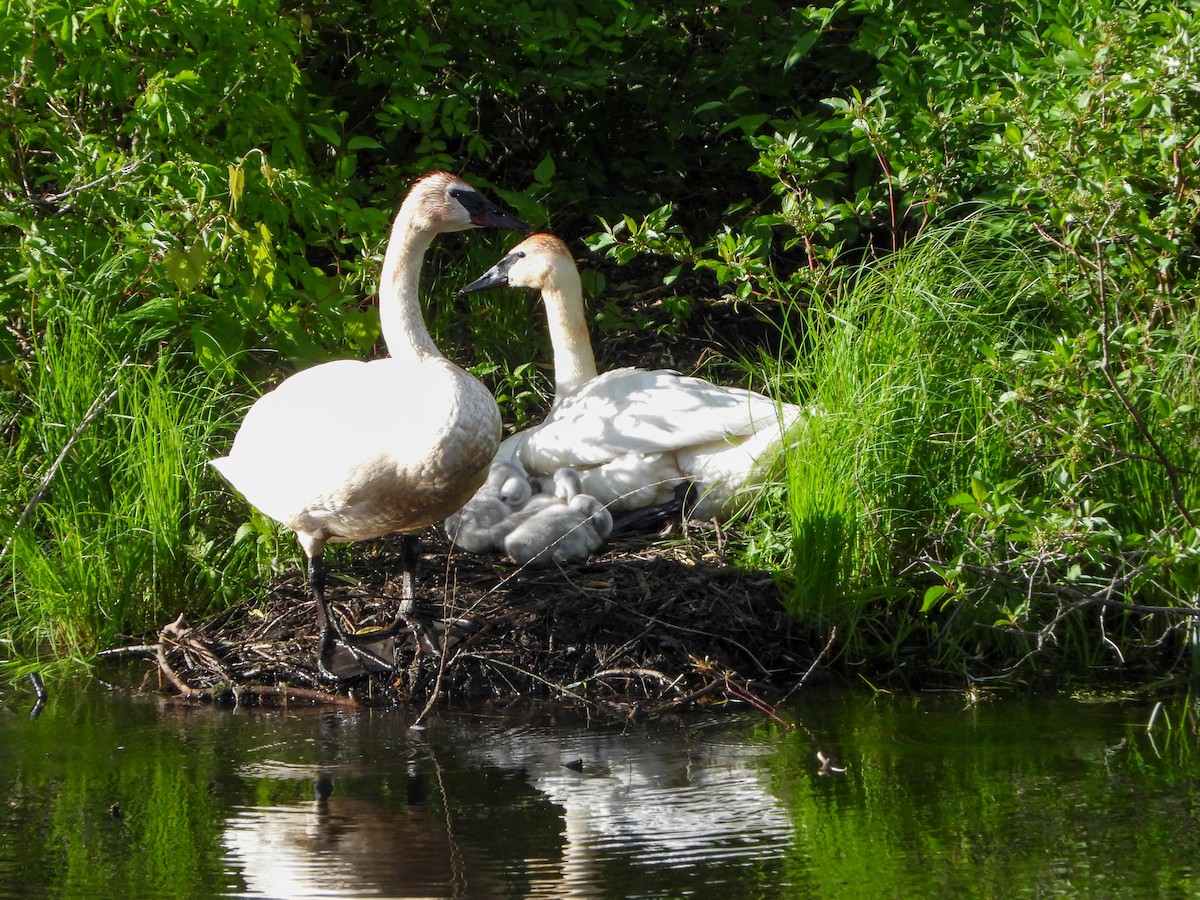 Trumpeter Swan - ML620239440