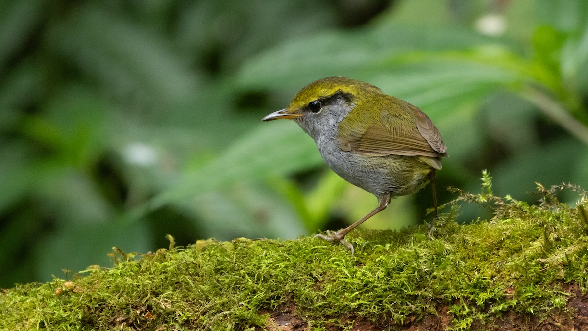 Gray-bellied Tesia - Joren van Schie