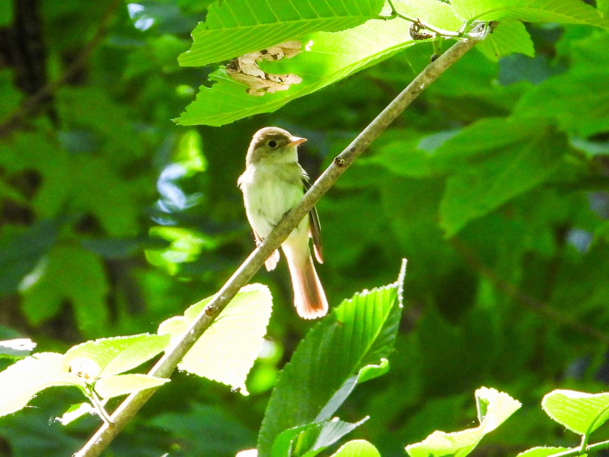 Acadian Flycatcher - ML620239452