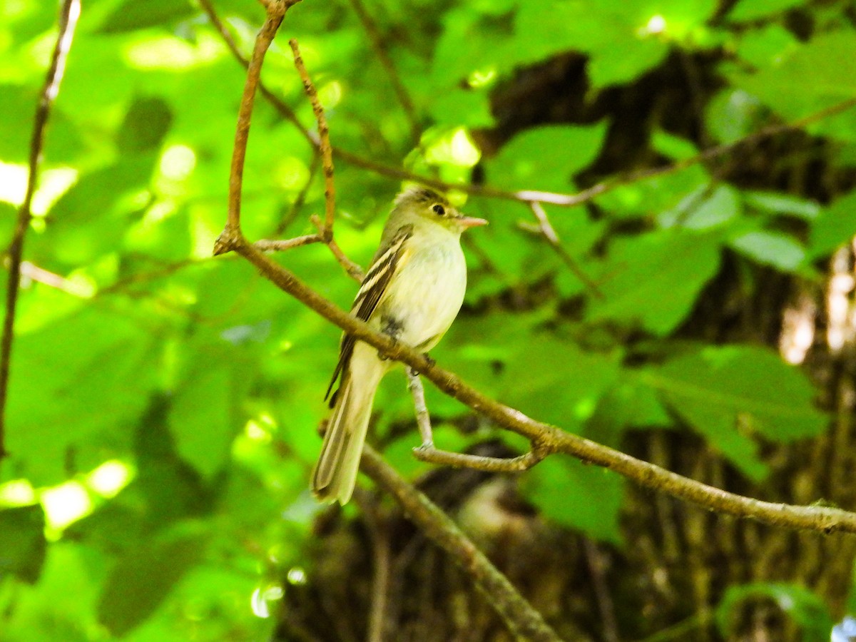 Acadian Flycatcher - ML620239454