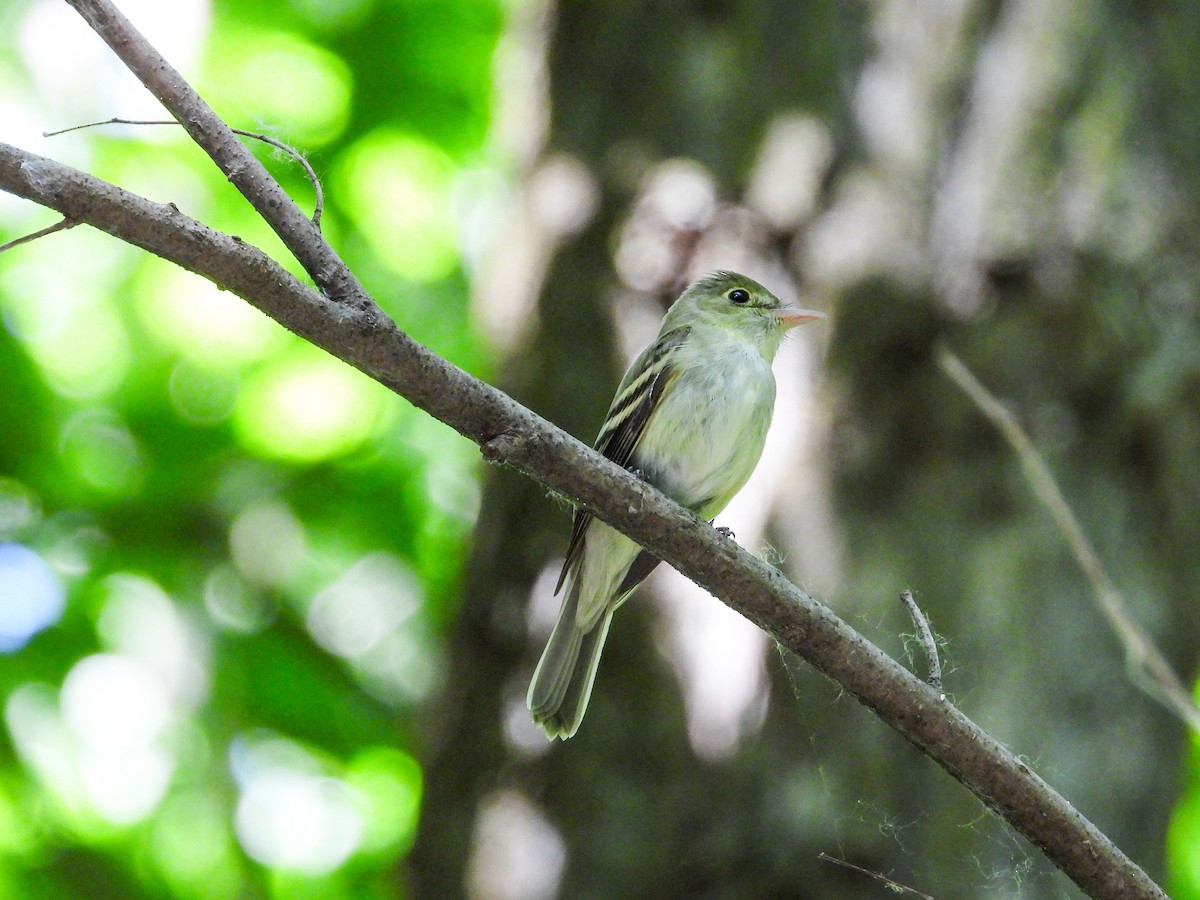 Acadian Flycatcher - ML620239458