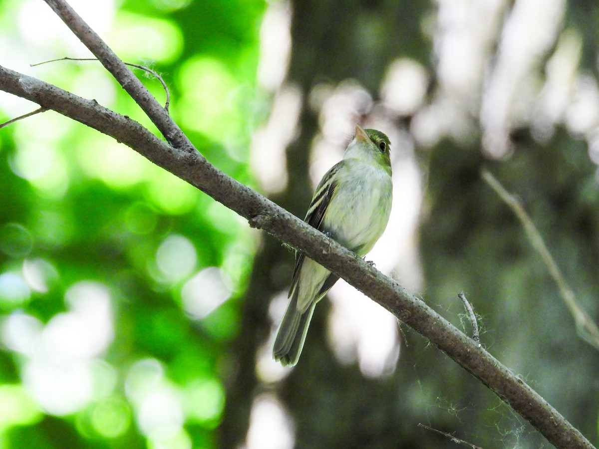 Acadian Flycatcher - ML620239459