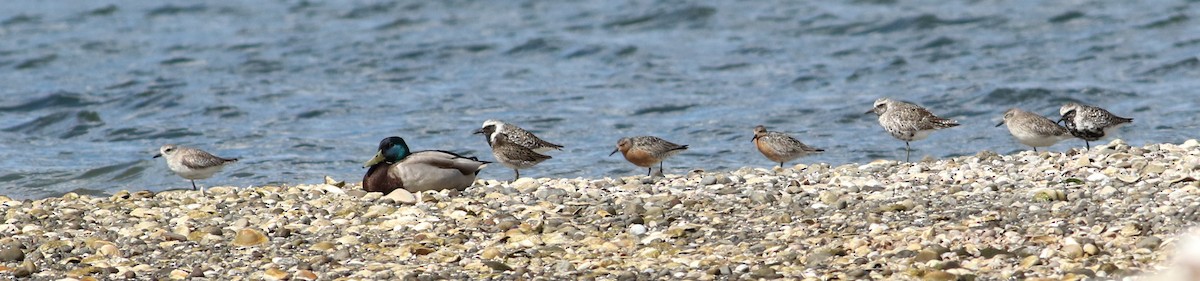 Red Knot - ML620239468