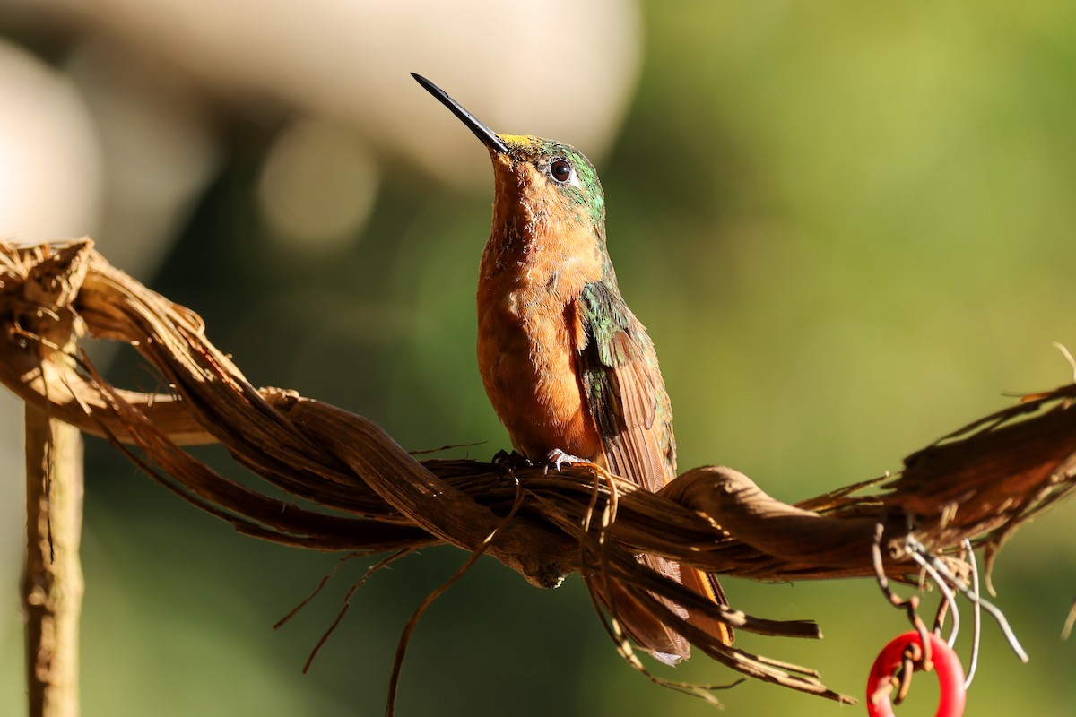 kolibřík brazilský - ML620239480