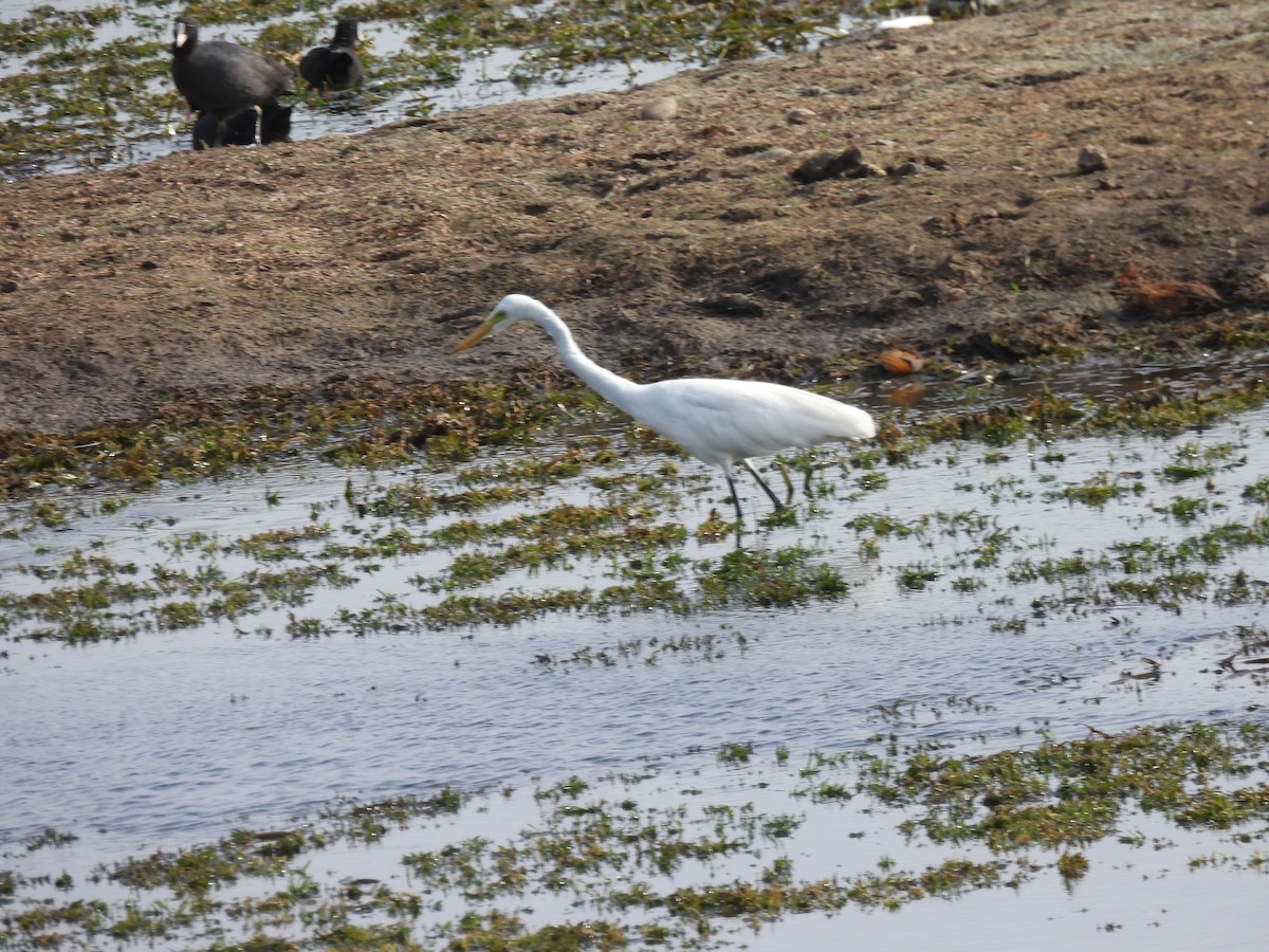 Medium Egret - ML620239482