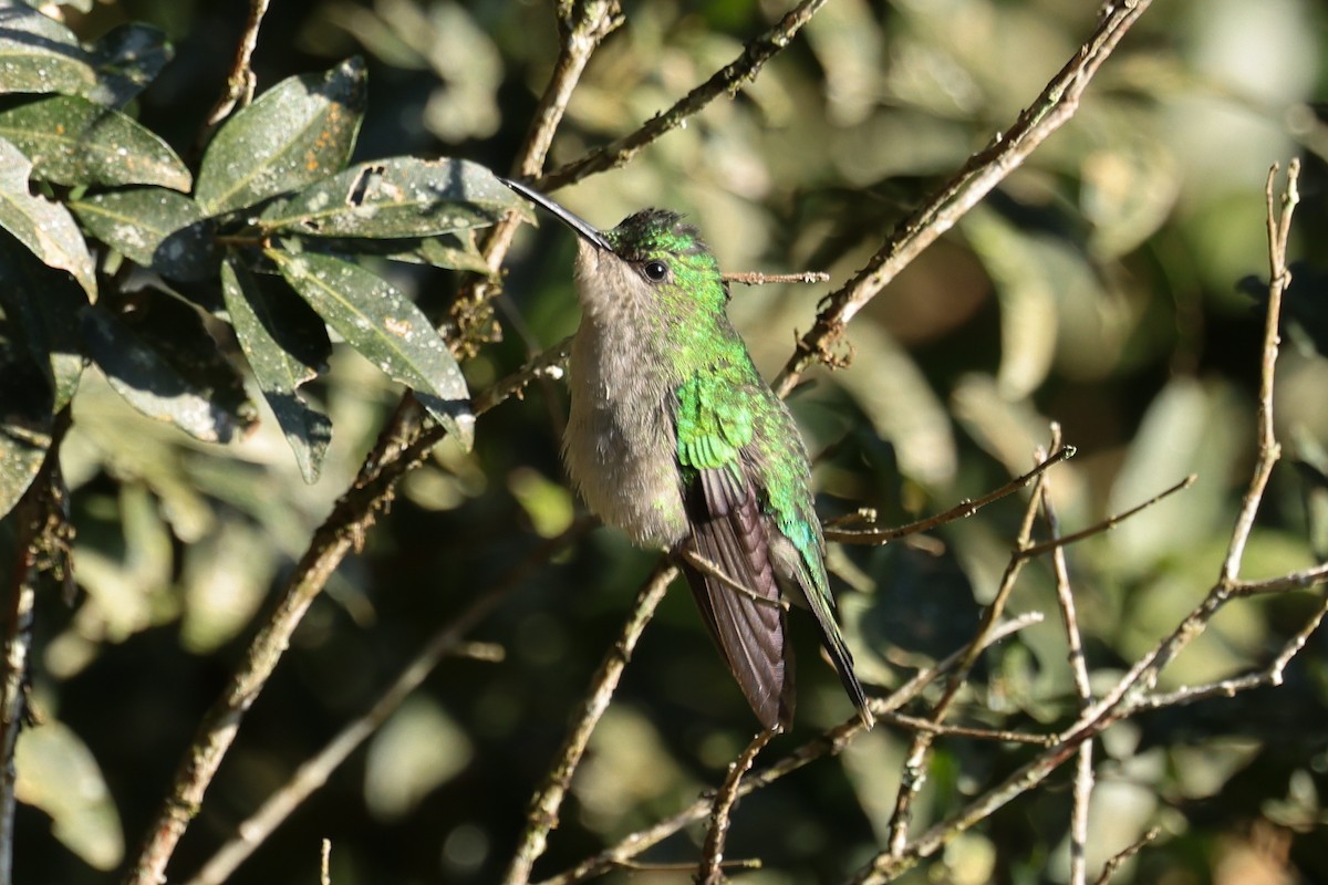 Violet-capped Woodnymph - ML620239484