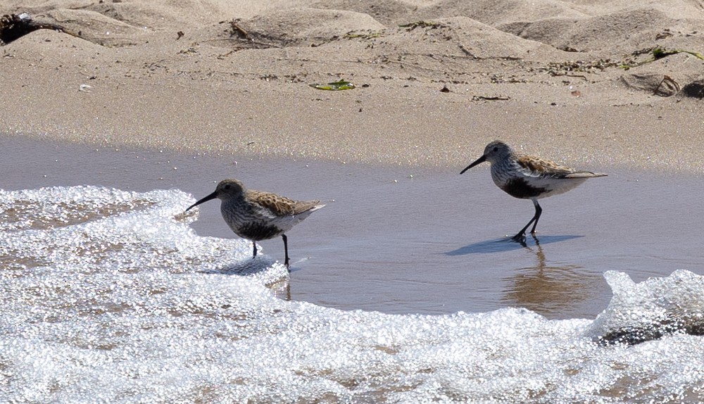 Dunlin - ML620239486