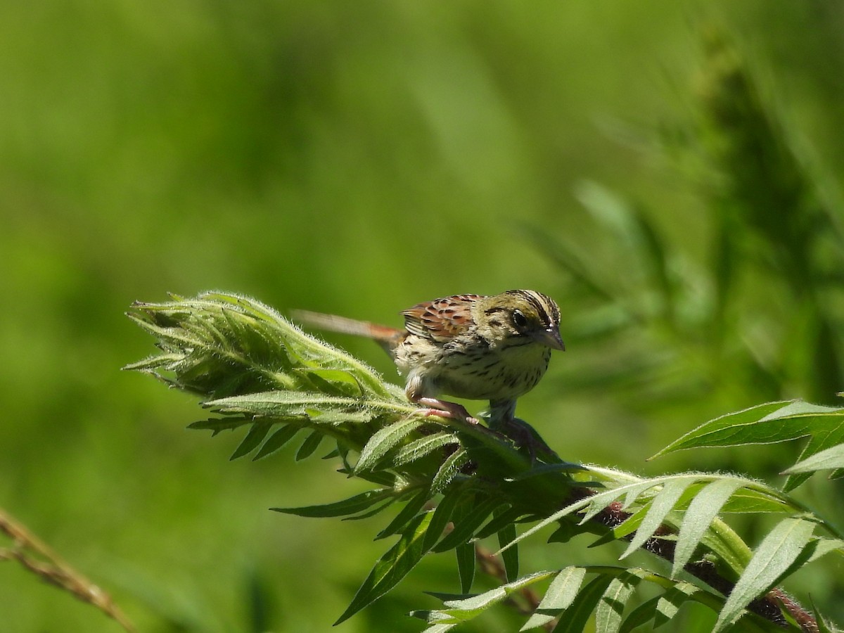 Henslow's Sparrow - ML620239489