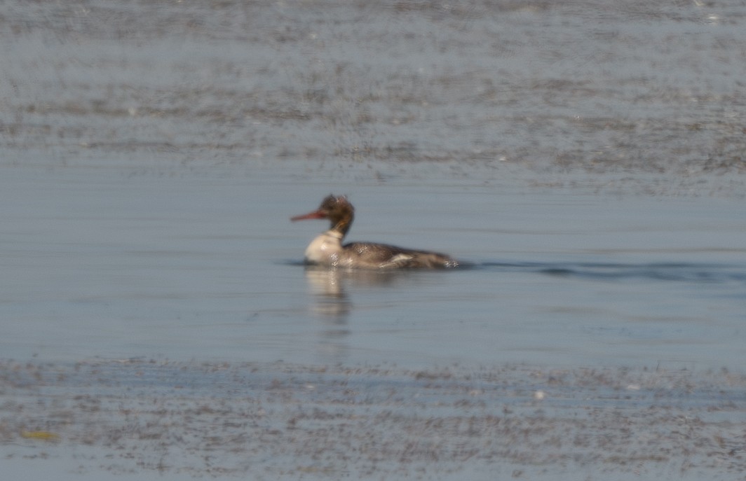 Red-breasted Merganser - ML620239497